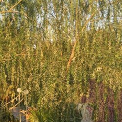 باغ تالار صدر اصفهان