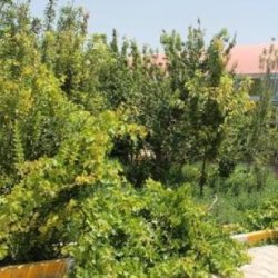 تالار پذیرایی خانی و پسران اصفهان