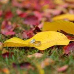 آتلیه مذهبی 