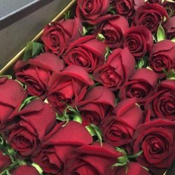 گلفروشی گل رز 