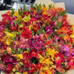 گلفروشی کاتلیا