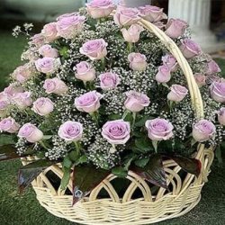 گل شقایق 
