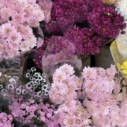 گل شکوفه سرای مریم 