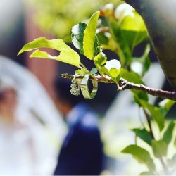 اتلیه فرید